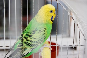 Yellow parrot in a cage