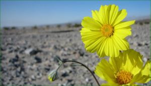 Desert flower