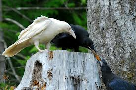 White raven